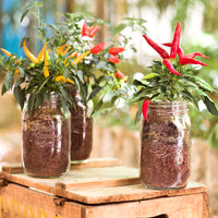 Side view of Quattro Stagioni 50.75 oz. Canning Jar (Set of 6)